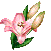 Lily