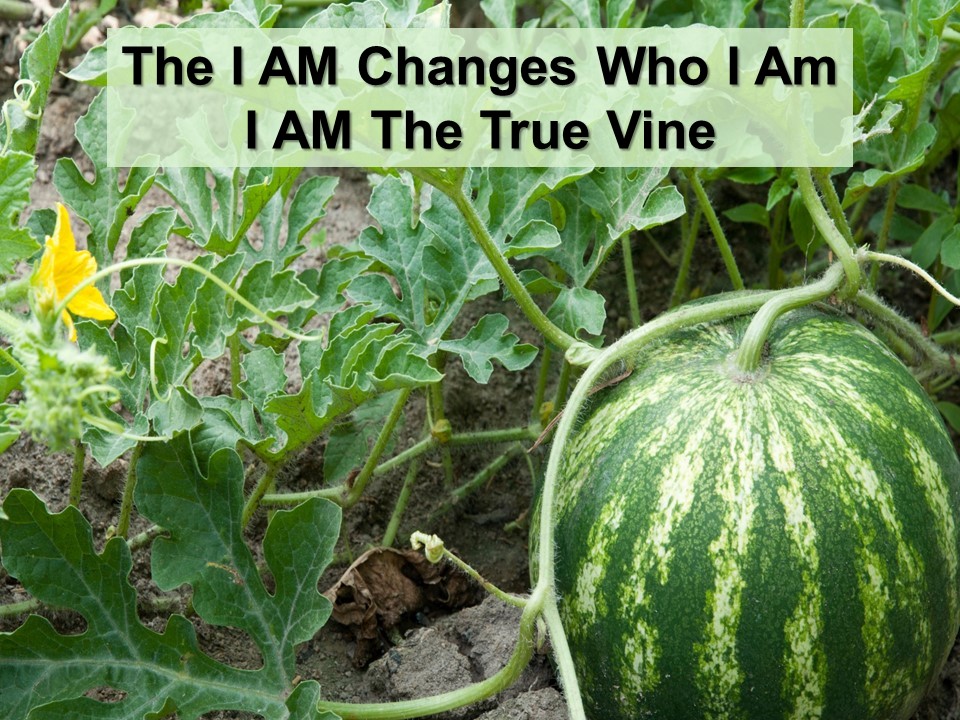 The I AM: I AM The True Vine